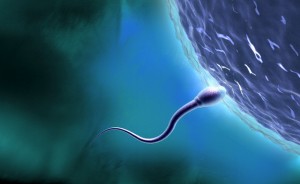 gametas - esperma - ovário