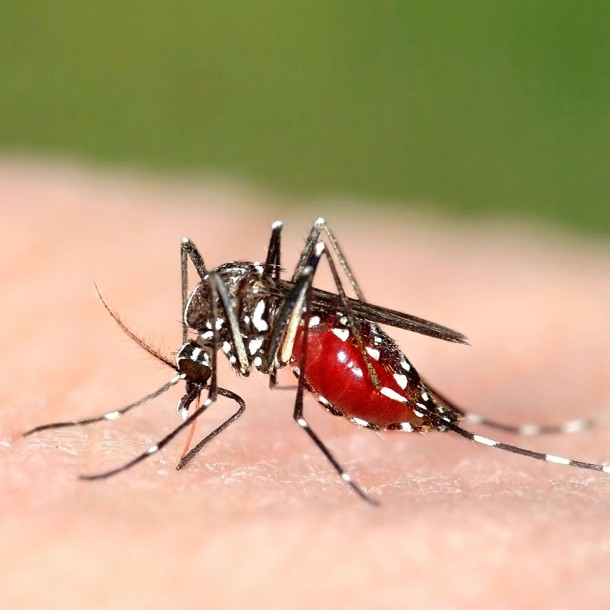 chikungunya-dengue
